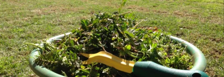 Unkraut in einer grünen Schüssel